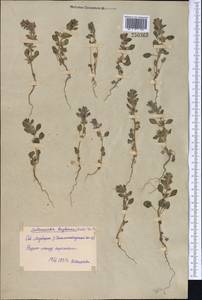 Lallemantia royleana (Benth.) Benth., Middle Asia, Syr-Darian deserts & Kyzylkum (M7) (Uzbekistan)