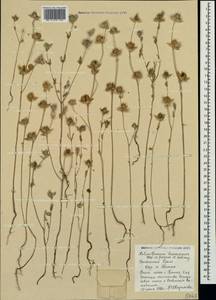 Helianthemum ledifolium subsp. lasiocarpum (Jacques & Herincq) Nyman, Crimea (KRYM) (Russia)