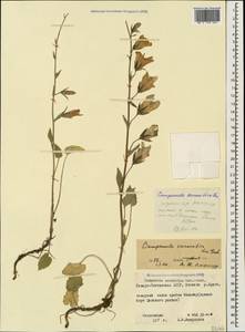 Campanula sarmatica Ker Gawl., Caucasus, North Ossetia, Ingushetia & Chechnya (K1c) (Russia)