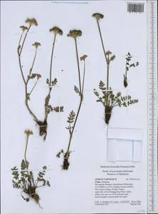 Seseli mucronatum (Schrenk) Pimenov & Sdobnina, South Asia, South Asia (Asia outside ex-Soviet states and Mongolia) (ASIA) (China)