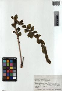 KUZ 003 360, Hylotelephium telephium subsp. telephium, Siberia, Altai & Sayany Mountains (S2) (Russia)