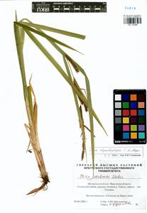 Carex utriculata Boott, Siberia, Baikal & Transbaikal region (S4) (Russia)