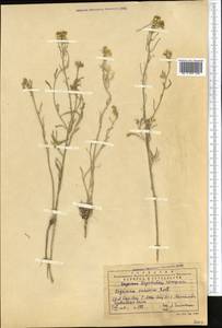 Erysimum diffusum Ehrh., Middle Asia, Western Tian Shan & Karatau (M3) (Kazakhstan)