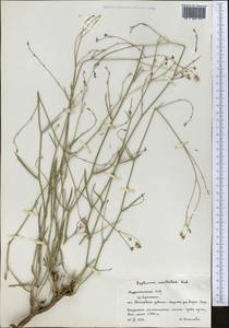 Bupleurum exaltatum M.Bieb., Middle Asia, Pamir & Pamiro-Alai (M2) (Turkmenistan)