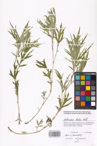 Artemisia umbrosa Turcz. ex DC., Eastern Europe, Moscow region (E4a) (Russia)