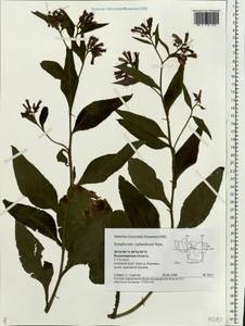 Symphytum ×uplandicum Nyman, Eastern Europe, Central region (E4) (Russia)
