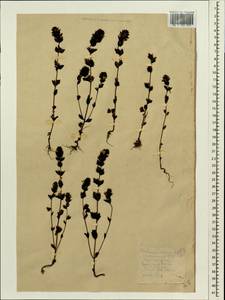 Euphrasia pectinata subsp. pectinata, Siberia, Chukotka & Kamchatka (S7) (Russia)