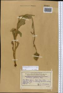 Pilosella echioides subsp. proceriformis (Nägeli & Peter) S. Bräut. & Greuter, Middle Asia, Western Tian Shan & Karatau (M3) (Kazakhstan)