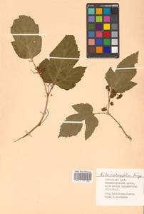 Rubus crataegifolius Bunge, Siberia, Russian Far East (S6) (Russia)