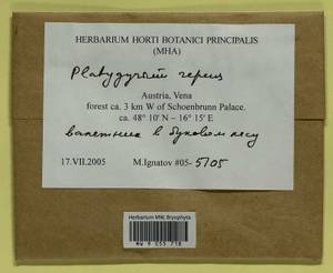 Platygyrium repens (Brid.) Schimp., Bryophytes, Bryophytes - Western Europe (BEu) (Austria)