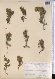 Dracocephalum heterophyllum Benth., Middle Asia, Pamir & Pamiro-Alai (M2) (Tajikistan)