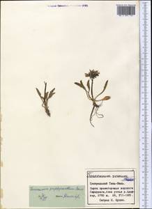 Taraxacum porphyranthum Boiss., Middle Asia, Northern & Central Tian Shan (M4) (Kyrgyzstan)