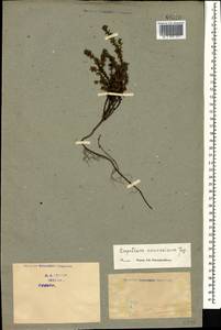 Empetrum nigrum subsp. caucasicum (Juz.) Kuvaev, Caucasus, Georgia (K4) (Georgia)