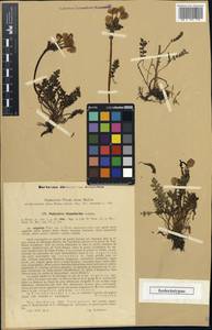 Pedicularis rhinanthoides, Middle Asia, Western Tian Shan & Karatau (M3) (Kazakhstan)
