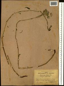 Saussurea alpina (L.) DC., Siberia, Western Siberia (S1) (Russia)