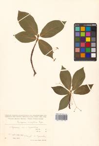 Euonymus macropterus Rupr., Siberia, Russian Far East (S6) (Russia)