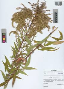 Solidago canadensis L., Siberia, Altai & Sayany Mountains (S2) (Russia)