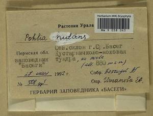 Pohlia nutans (Hedw.) Lindb., Bryophytes, Bryophytes - Permsky Krai, Udmurt Republic, Sverdlovsk & Kirov Oblasts (B8) (Russia)