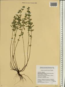 Clinopodium acinos (L.) Kuntze, Eastern Europe, Central forest-and-steppe region (E6) (Russia)