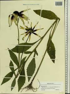 Rudbeckia hirta L., Eastern Europe, Moscow region (E4a) (Russia)