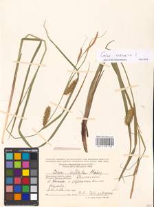 Carex vesicaria L., Eastern Europe, Moscow region (E4a) (Russia)