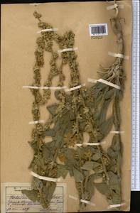 Verbascum songaricum Schrenk, Middle Asia, Pamir & Pamiro-Alai (M2) (Tajikistan)