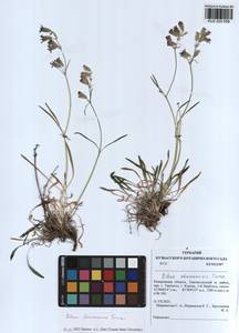 Silene chamarensis Turcz., Siberia, Altai & Sayany Mountains (S2) (Russia)