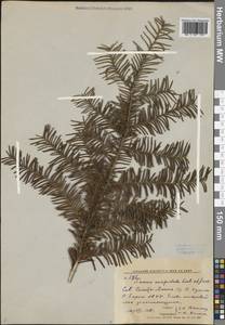 Taxus cuspidata Siebold & Zucc., Siberia, Russian Far East (S6) (Russia)