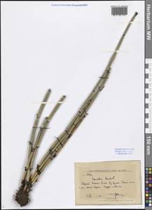 Equisetum hyemale L., Siberia, Russian Far East (S6) (Russia)