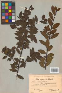 Ilex rugosa F.Schmidt, Siberia, Russian Far East (S6) (Russia)