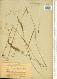 Apera spica-venti (L.) P.Beauv., Caucasus, Armenia (K5) (Armenia)