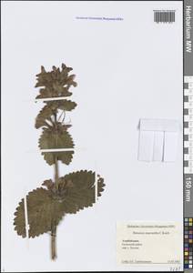 Betonica macrantha K.Koch, Caucasus, Azerbaijan (K6) (Azerbaijan)