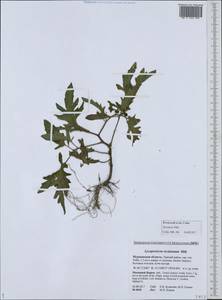 Solanum lycopersicum L., Eastern Europe, Northern region (E1) (Russia)