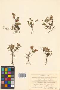 Salix polaris Wahlenb., Siberia, Russian Far East (S6) (Russia)