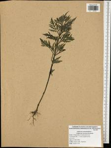 Ambrosia artemisiifolia L., Eastern Europe, Central region (E4) (Russia)