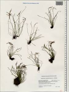 Asplenium septentrionale, Caucasus, Krasnodar Krai & Adygea (K1a) (Russia)