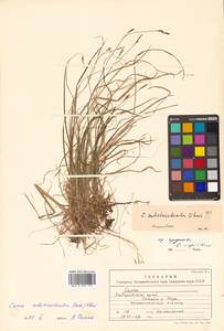 Carex umbrosa subsp. pseudosabynensis T.V.Egorova, Siberia, Russian Far East (S6) (Russia)