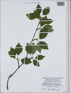 Betula pubescens subsp. pubescens, Eastern Europe, Northern region (E1) (Russia)