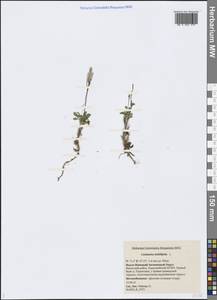 Cardamine bellidifolia L., Siberia, Western Siberia (S1) (Russia)