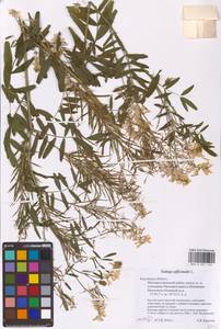 Galega officinalis L., Eastern Europe, Central region (E4) (Russia)