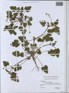 Erodium litvinowii Woronow, Middle Asia, Kopet Dag, Badkhyz, Small & Great Balkhan (M1) (Turkmenistan)