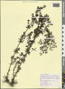 Galium mollugo L., Caucasus, Black Sea Shore (from Novorossiysk to Adler) (K3) (Russia)