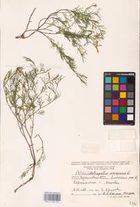 Astragalus arenarius L., Eastern Europe, North Ukrainian region (E11) (Ukraine)
