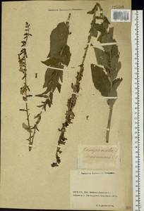 Campanula bononiensis L., Eastern Europe, Rostov Oblast (E12a) (Russia)