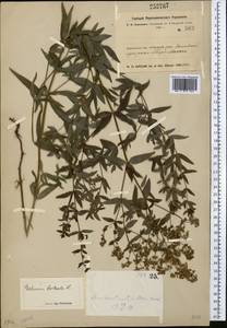 Galium boreale L., Middle Asia, Northern & Central Kazakhstan (M10) (Kazakhstan)