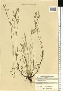 Bromus commutatus Schrad., Eastern Europe, Central region (E4) (Russia)
