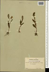 Dactylorhiza viridis (L.) R.M.Bateman, Pridgeon & M.W.Chase, Caucasus, South Ossetia (K4b) (South Ossetia)