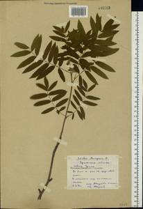 Sorbus aucuparia L., Eastern Europe, Eastern region (E10) (Russia)