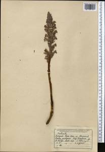 Orobanche, Middle Asia, Western Tian Shan & Karatau (M3) (Kazakhstan)