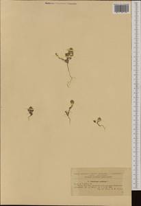 Trifolium scabrum L., Western Europe (EUR) (Romania)